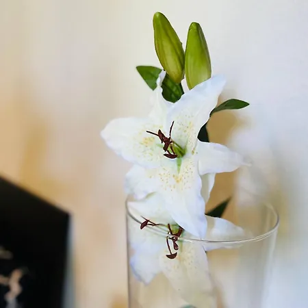 Enchanting View Of Maggiore Mountains Brissago TI